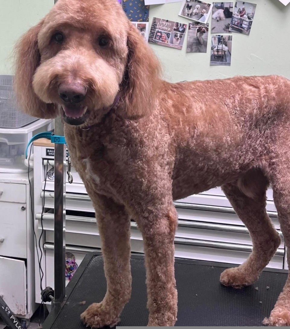 Apricot goldendoodle standing tall
