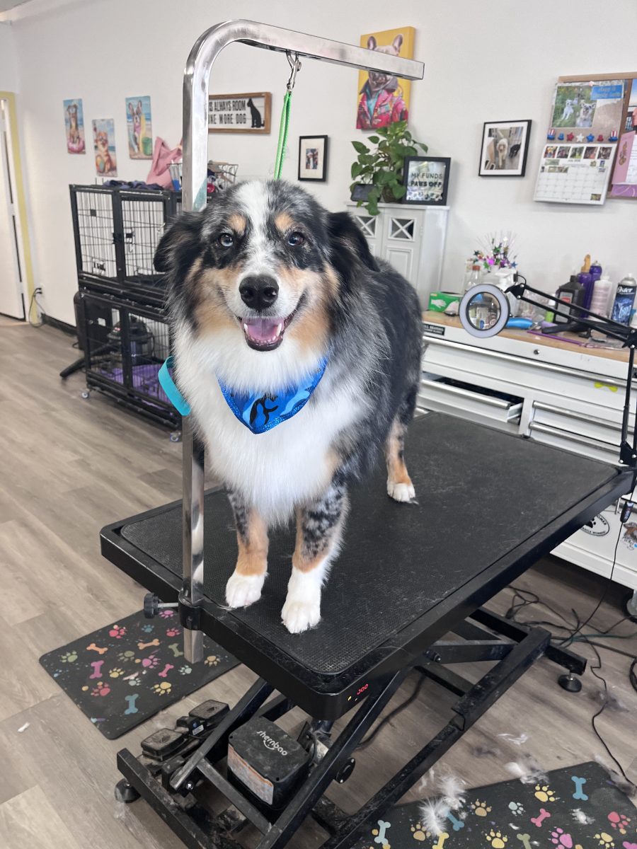 Australian shepherd - brushed out, de-shedded and bandana'd.