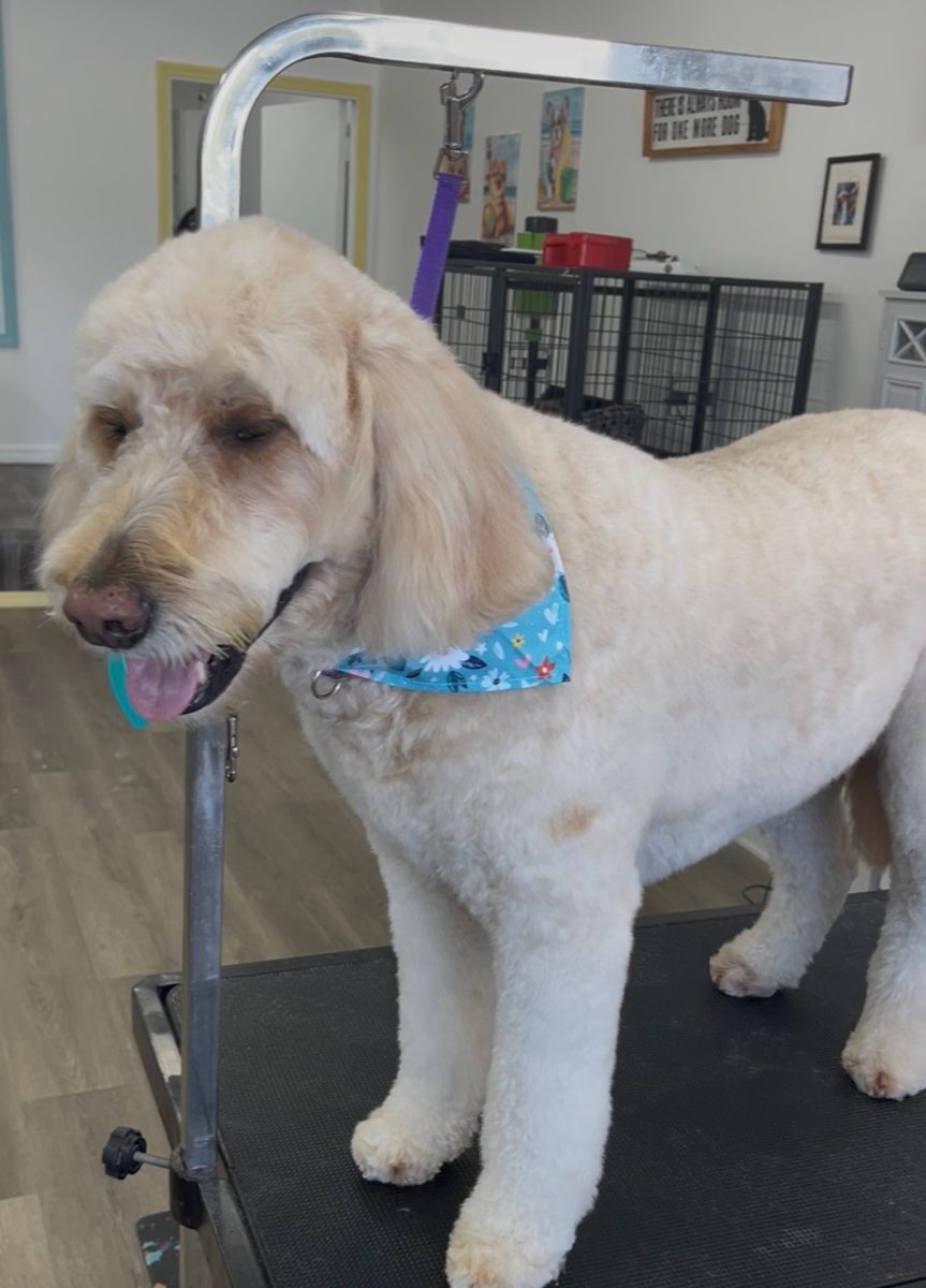 Cream doodle after a full groom