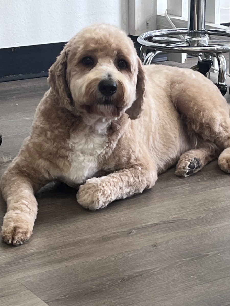 Relaxed doodle resting after a groom