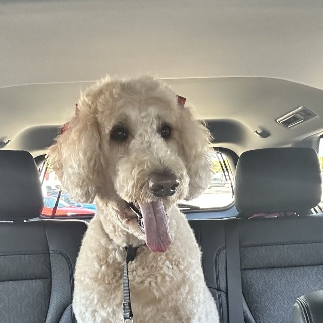 Nellie the goldendoodle sitting tall after her groom