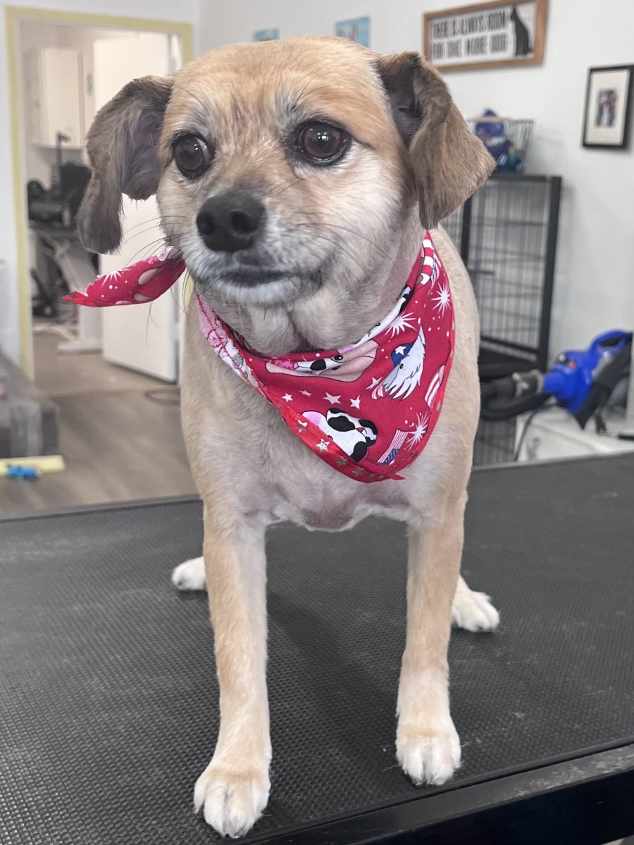 Chihuahua mix in a red bandana